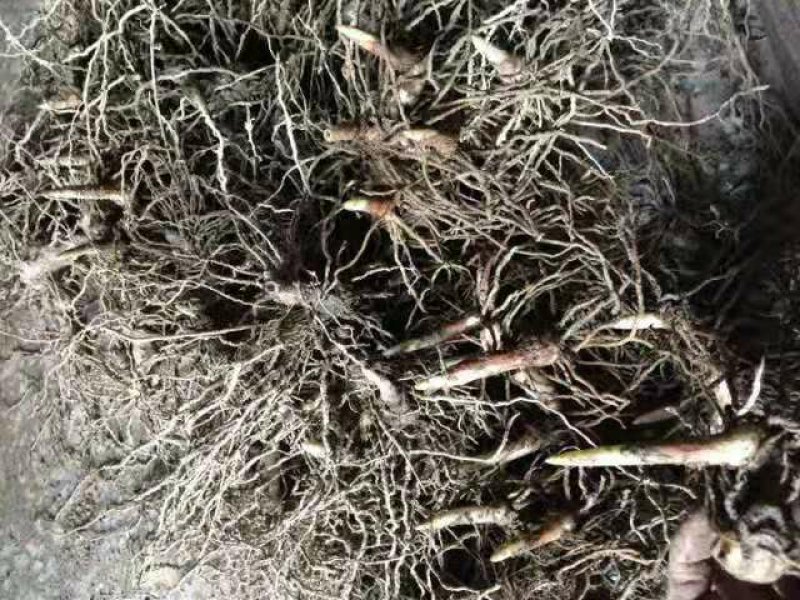 白芨种苗白芨种子三叉紫花白芨种诚信合作欢迎选购