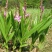 白芨种苗白芨种子三叉紫花白芨种诚信合作欢迎选购