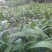 白芨种苗白芨种子三叉紫花白芨种诚信合作欢迎选购