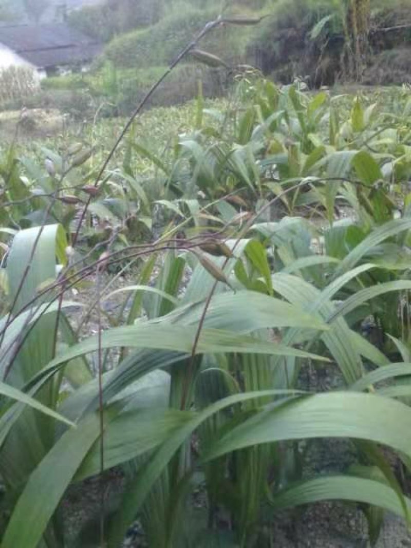 白芨种苗白芨种子三叉紫花白芨种诚信合作欢迎选购