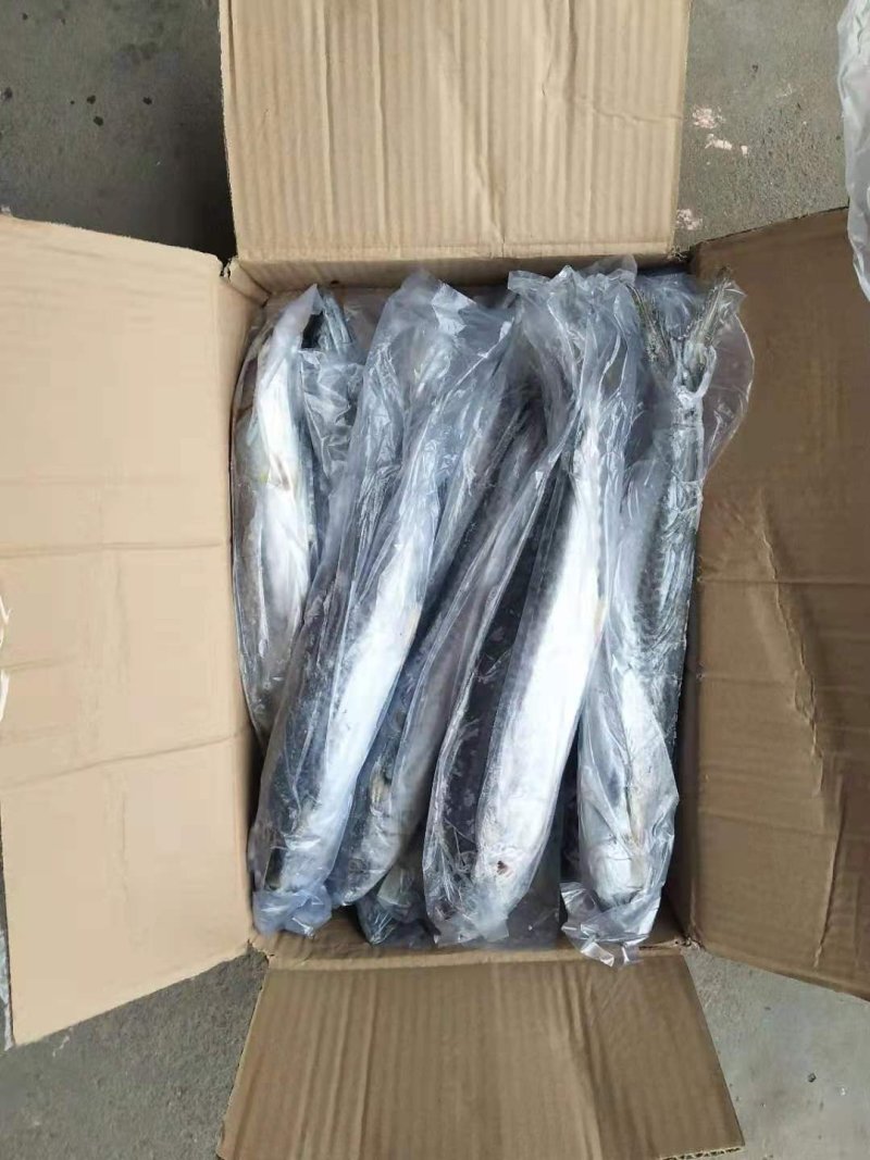东海马鲛鱼燕尾鲅质量好没有破肚没有破磷不包运费量大从优