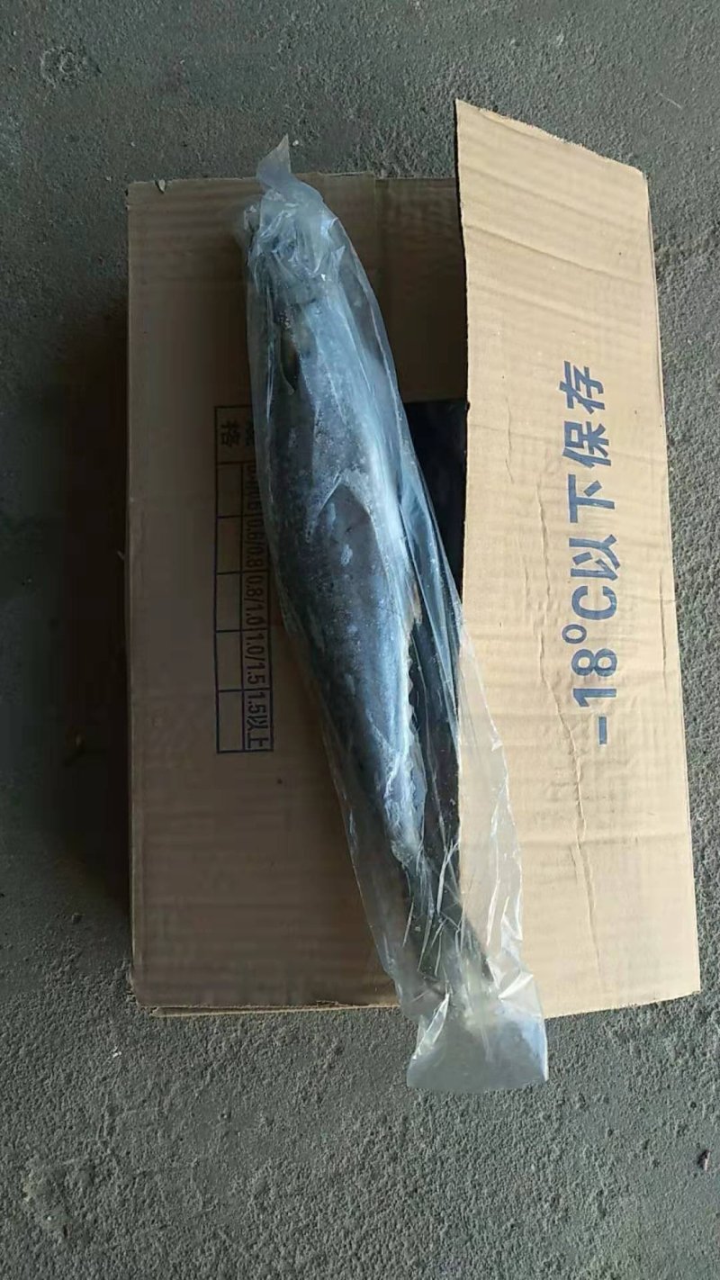 东海马鲛鱼燕尾鲅质量好没有破肚没有破磷不包运费量大从优