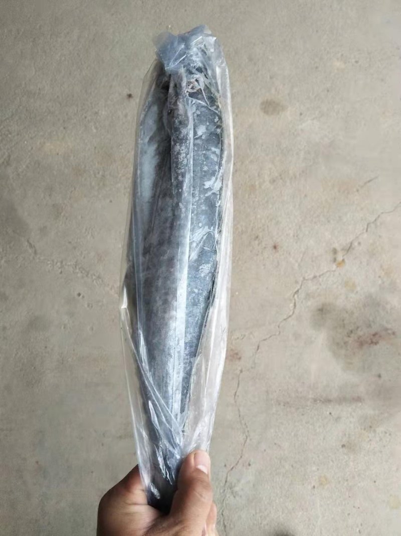 东海马鲛鱼燕尾鲅质量好没有破肚没有破磷不包运费量大从优
