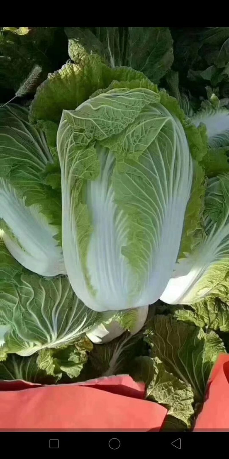 黄心菊锦大白菜大量上市