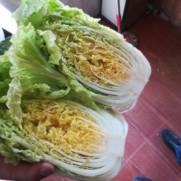 黄心菊锦大白菜大量上市