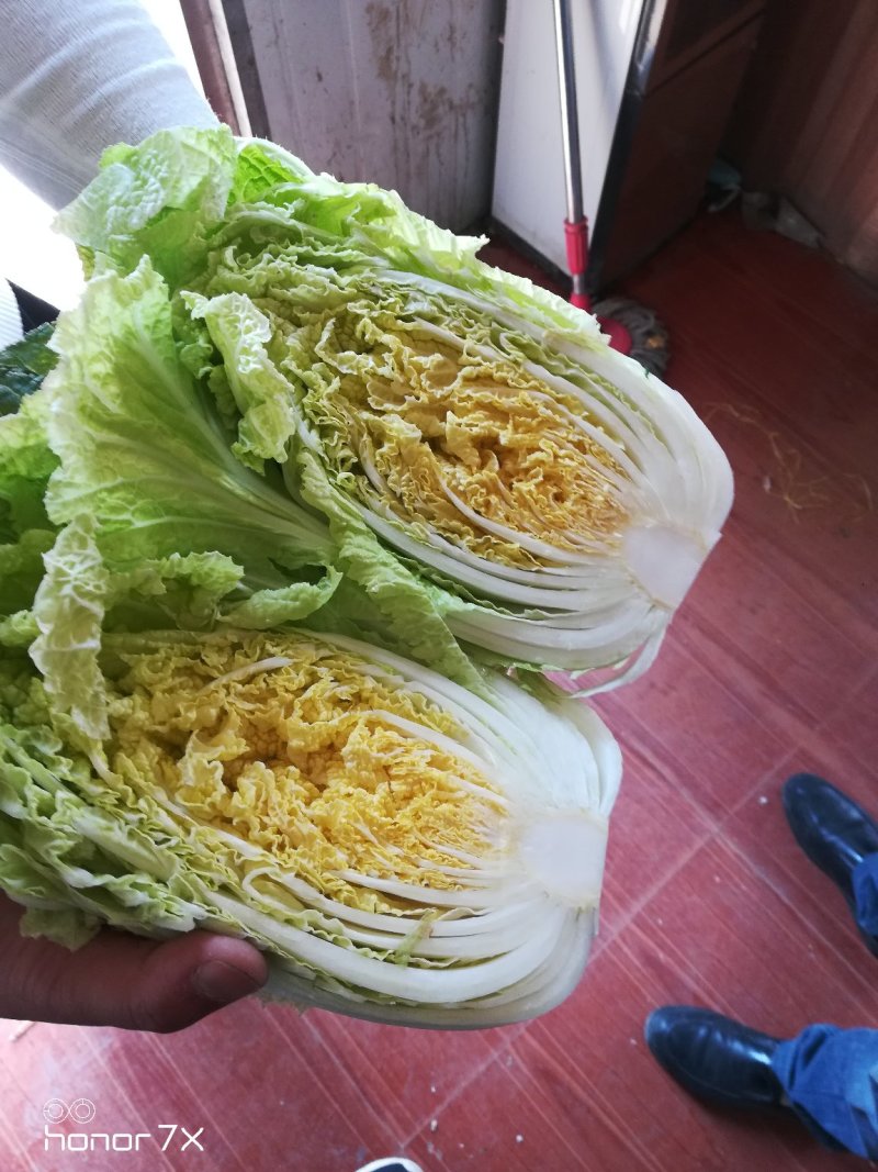 黄心菊锦大白菜大量上市