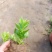 牡丹吊兰花卉盆栽垂吊植物室内阳台易活四季净化空气吸甲醛绿