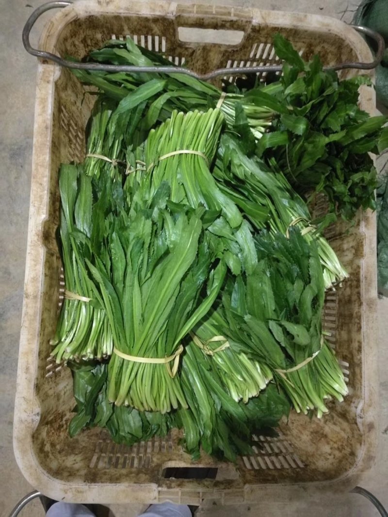 大叶香菜