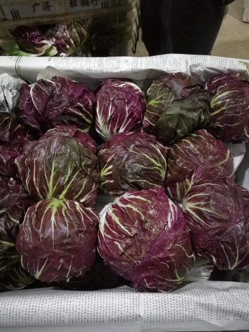 红菊苣