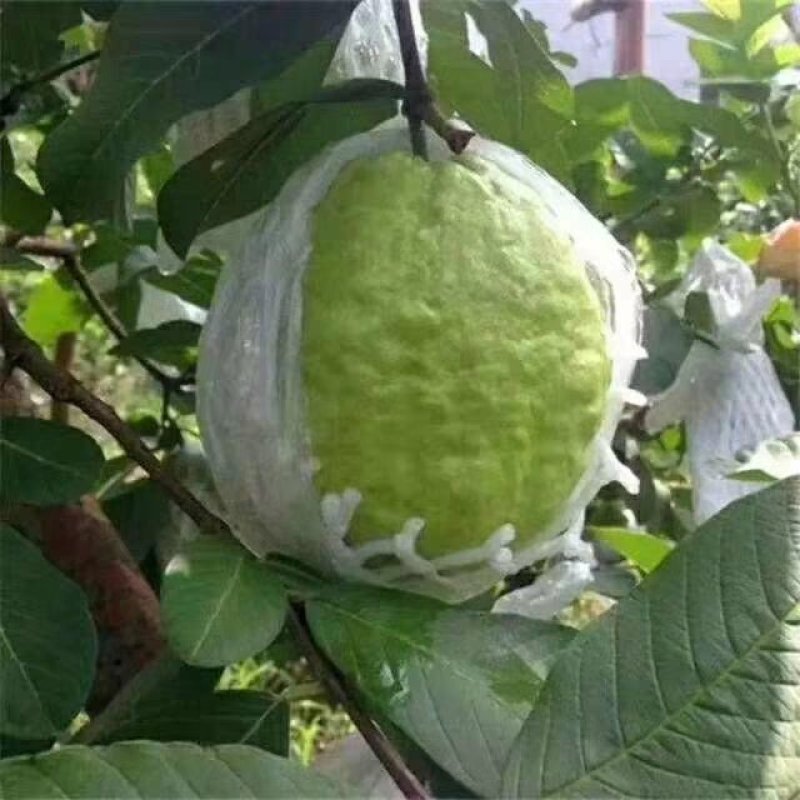 番石榴苗四季番石榴苗芭乐苗红心番石榴苗红宝石番石榴苗当年