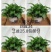 绿萝180#360#