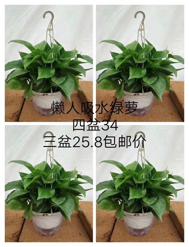 绿萝180#360#