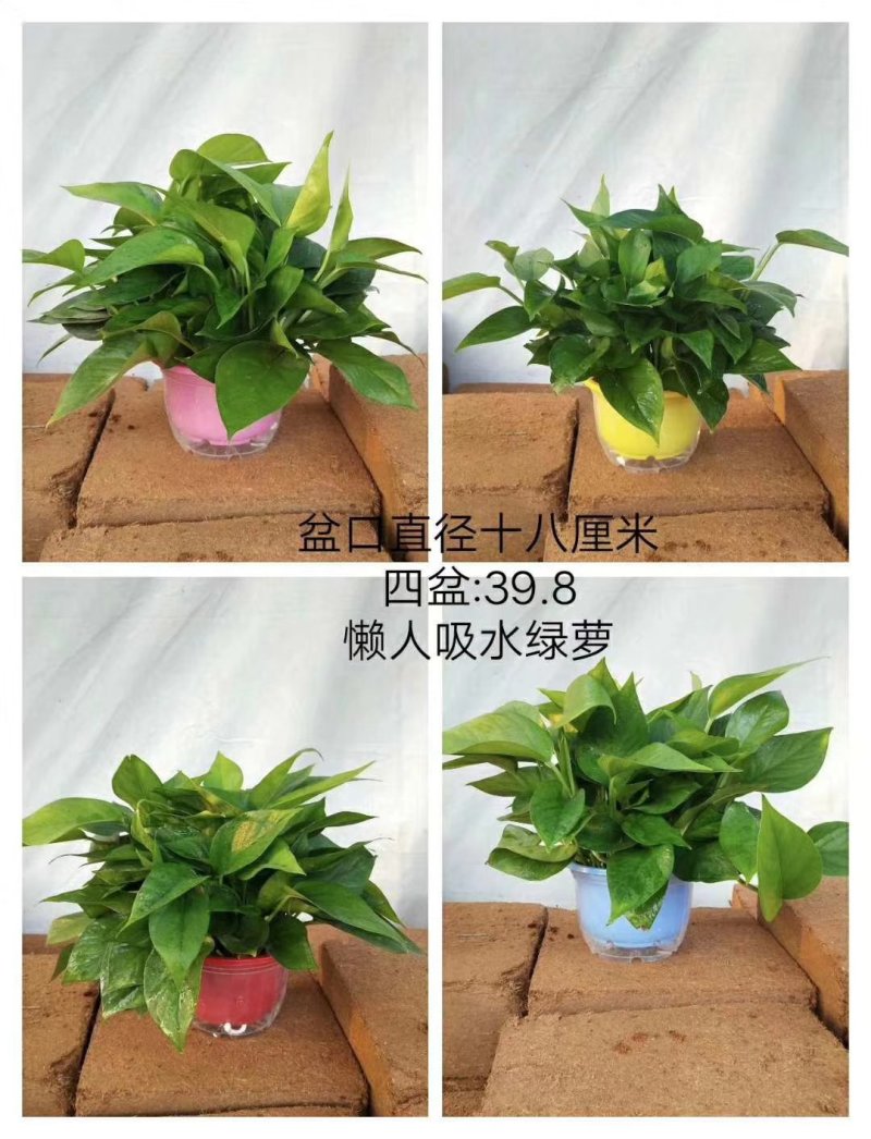 绿萝180#360#
