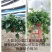 绿萝180#360#