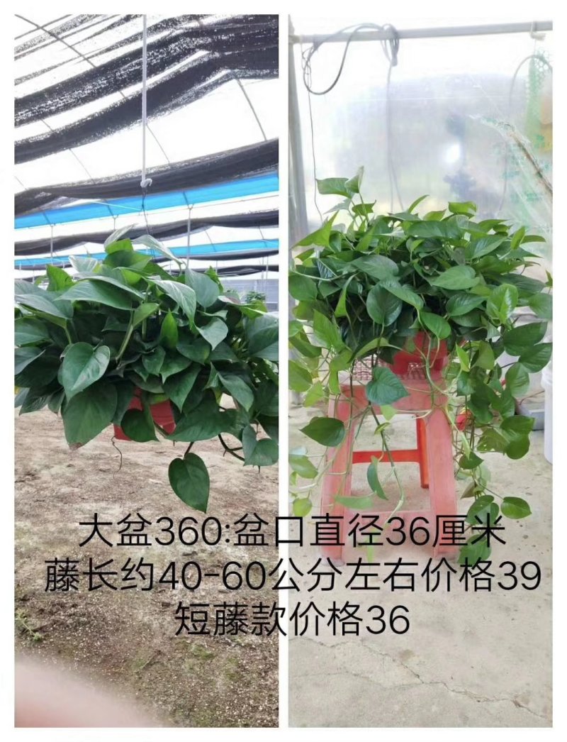绿萝180#360#