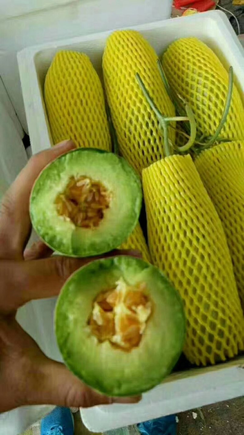 甜瓜，香瓜，博洋六一，脆甜爽囗，大量上市.