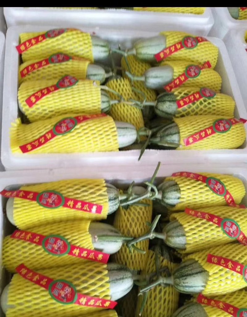 甜瓜，香瓜，博洋六一，脆甜爽囗，大量上市.