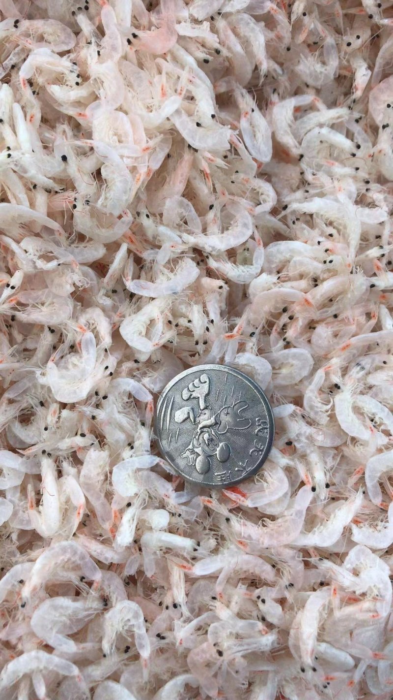 渤海湾特产，虾皮自家晾晒