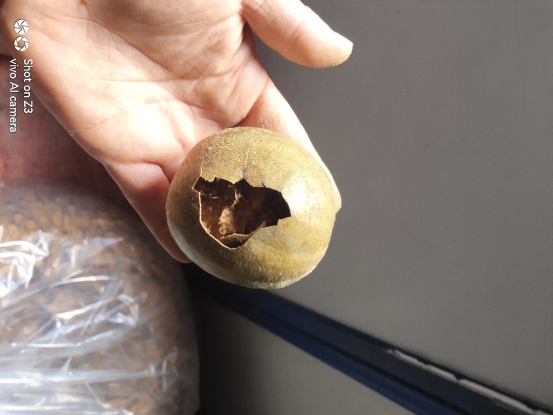 产地直销广西桂林特产低温烘烤罗汉果破损果批发零售