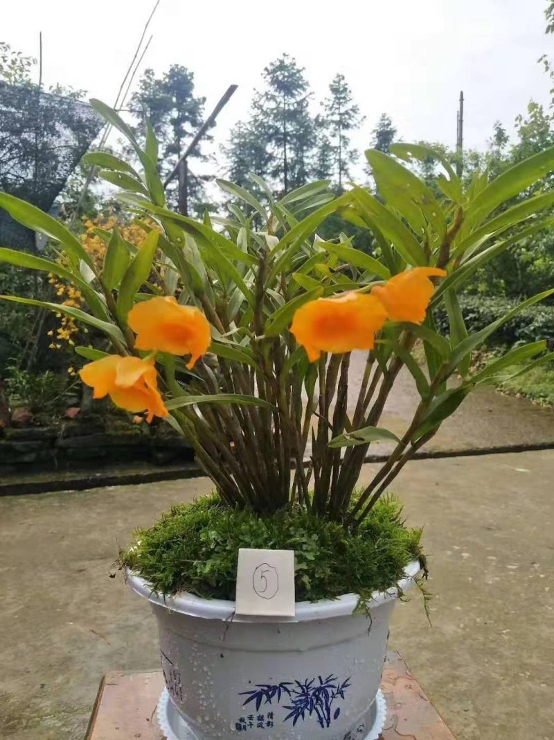 夹江叠鞘石斛苗，种植发展，花卉盆景必备