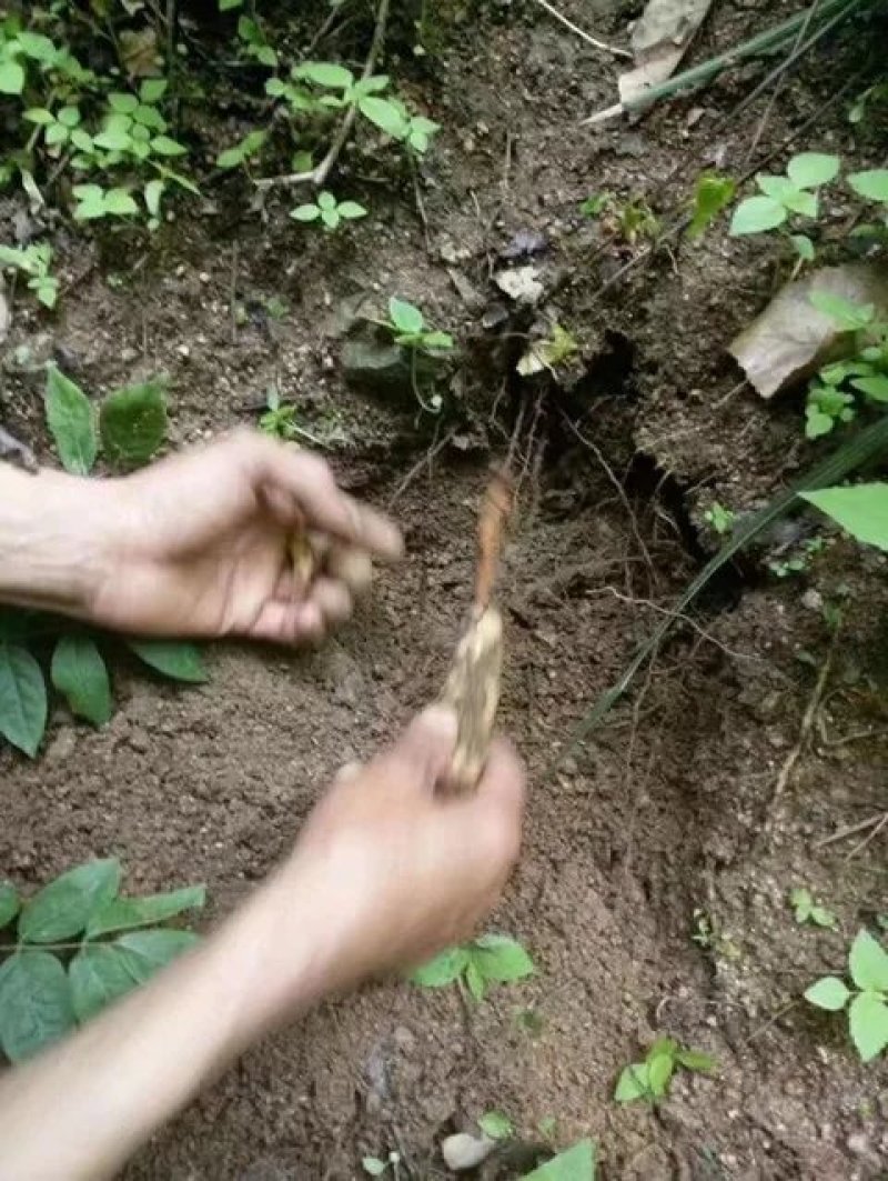 长白山林下半野生天麻特胜云南邵通原皮原色原滋原味包邮