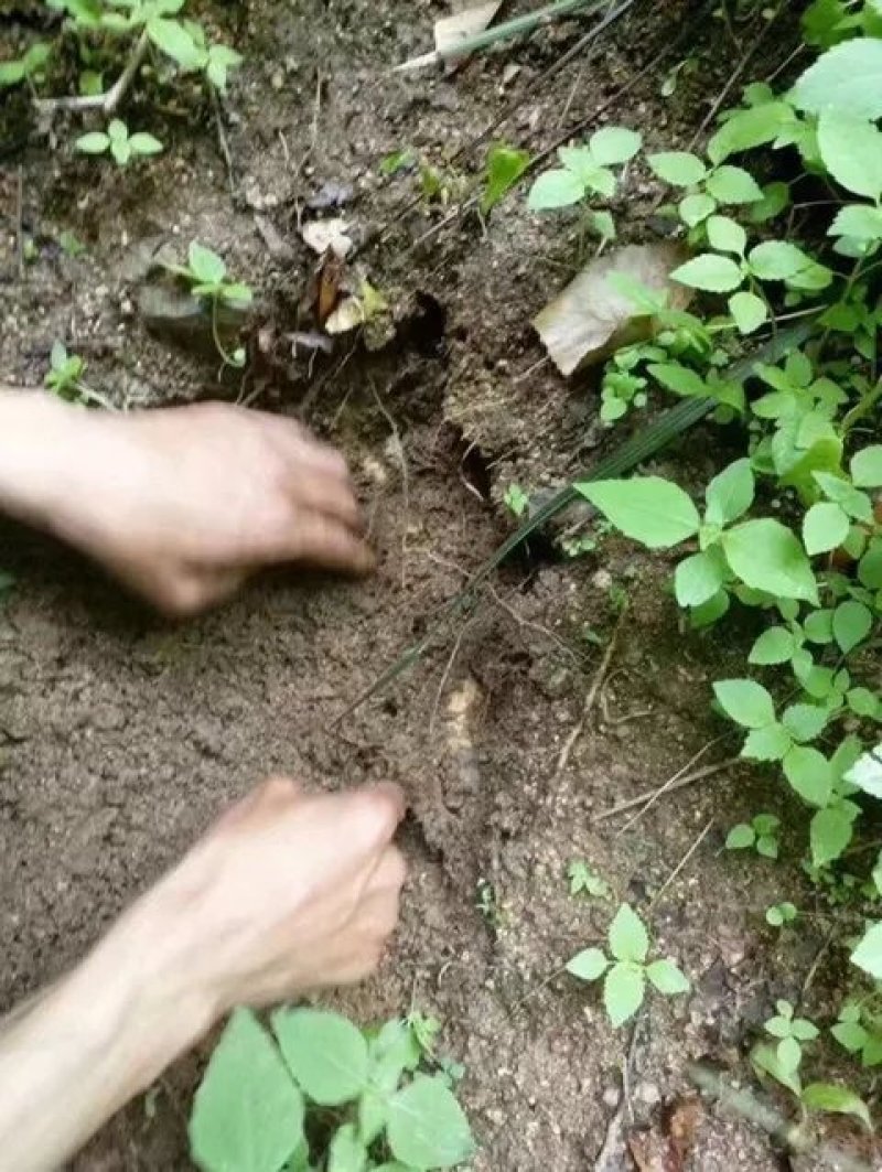 长白山林下半野生天麻特胜云南邵通原皮原色原滋原味包邮