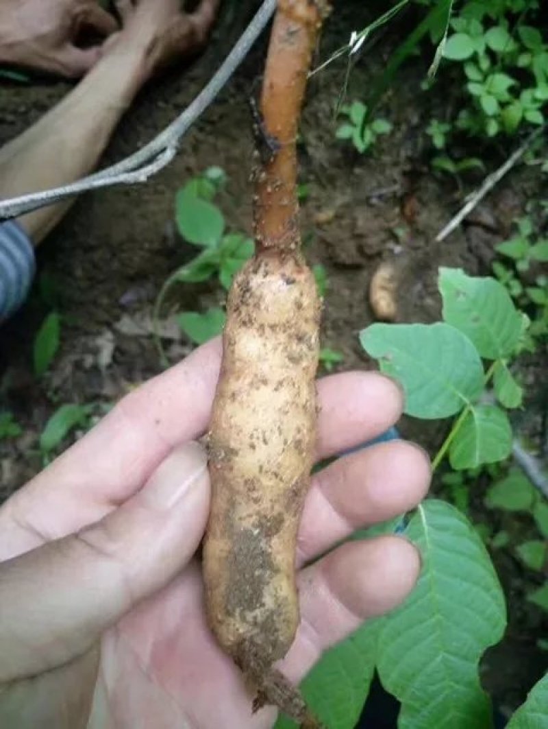 长白山林下半野生天麻特胜云南邵通原皮原色原滋原味包邮