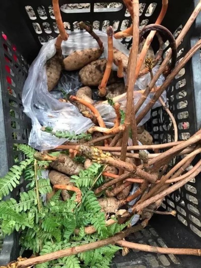长白山林下半野生天麻特胜云南邵通原皮原色原滋原味包邮