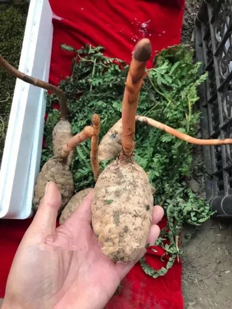 长白山林下半野生天麻特胜云南邵通原皮原色原滋原味包邮