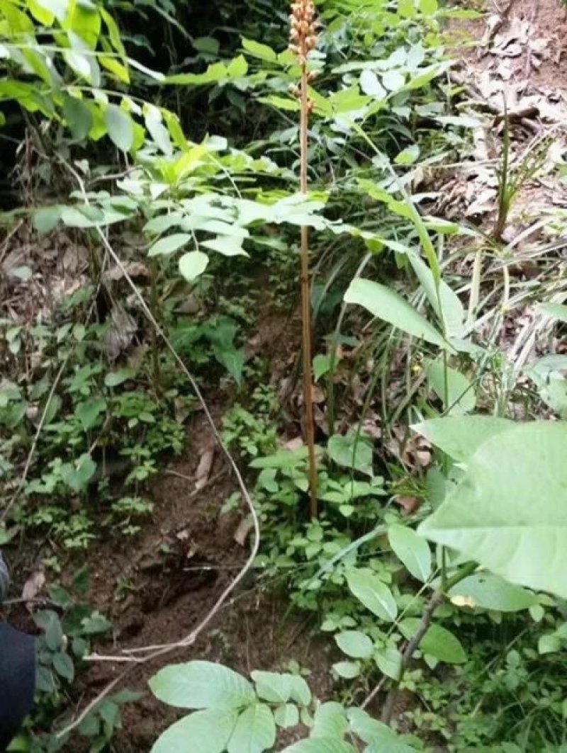 长白山林下半野生天麻特胜云南邵通原皮原色原滋原味包邮