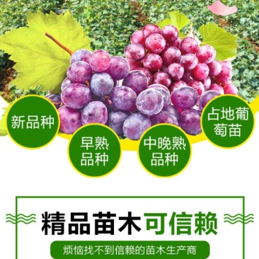急售巨峰葡萄苗
