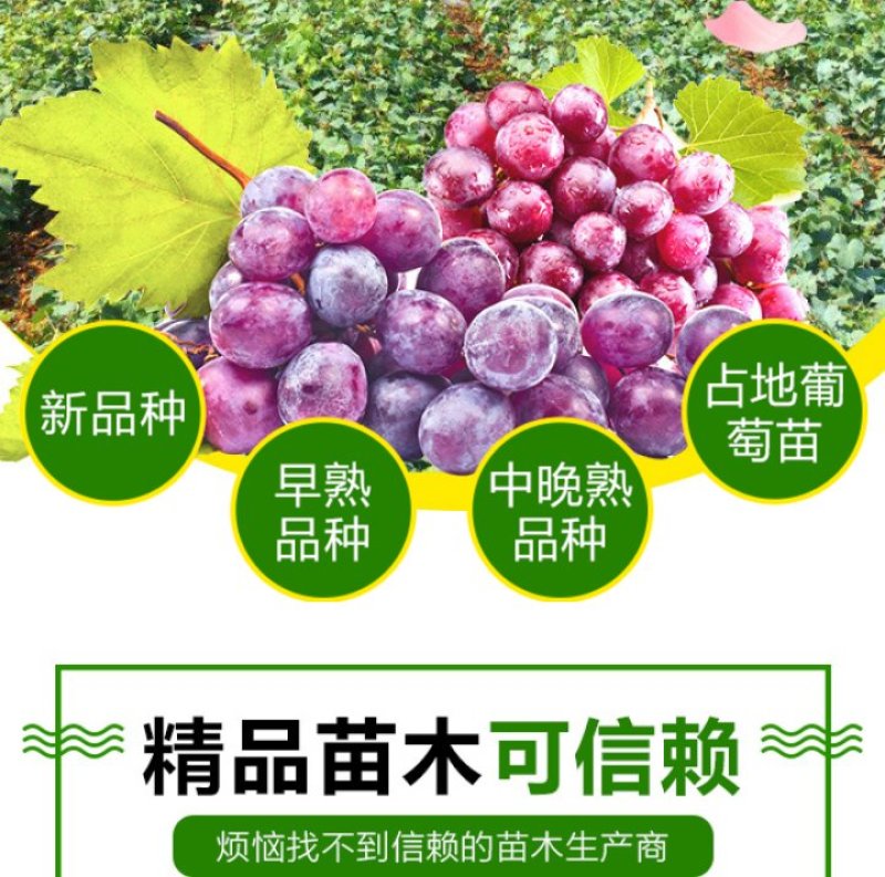 急售巨峰葡萄苗