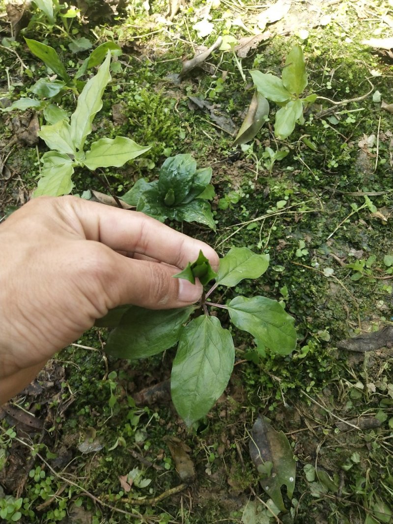 高杆华重楼苗七叶一枝花高产粉质