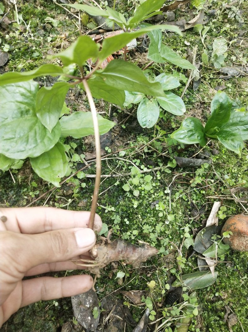 高杆华重楼苗七叶一枝花高产粉质