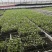 基地直供批发各种西瓜苗，代培育各种瓜菜苗