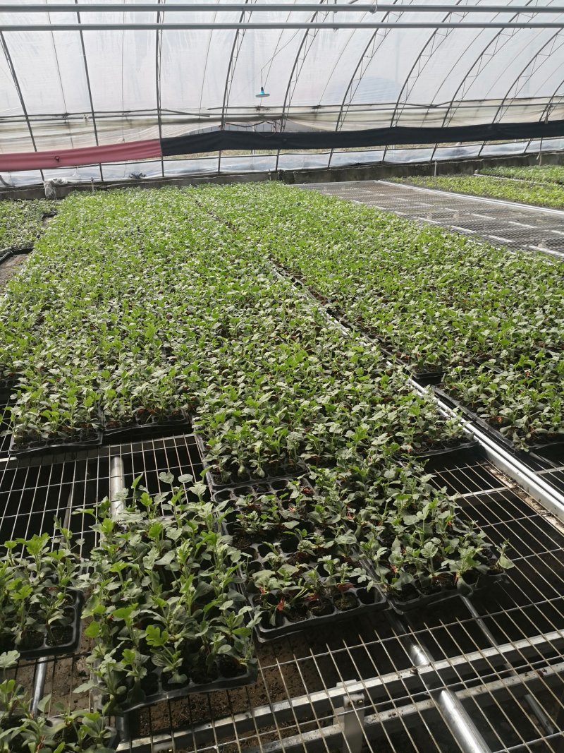 基地直供批发各种西瓜苗，代培育各种瓜菜苗