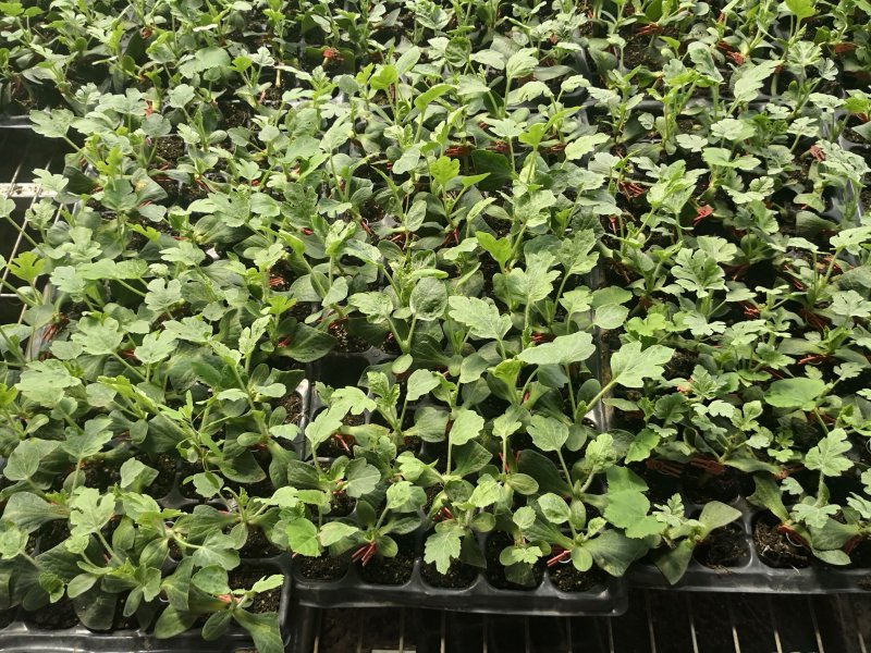 基地直供批发各种西瓜苗，代培育各种瓜菜苗