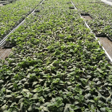 基地直供批发各种西瓜苗，代培育各种瓜菜苗