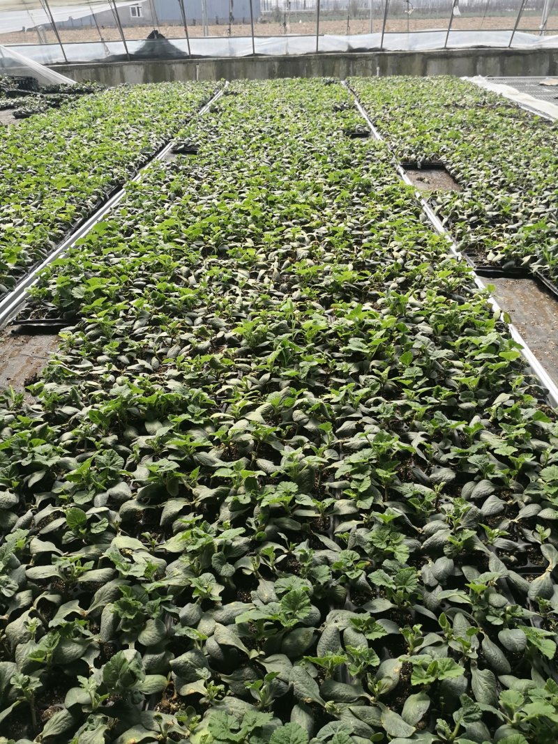 基地直供批发各种西瓜苗，代培育各种瓜菜苗