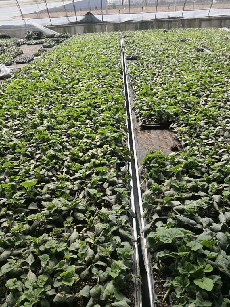 基地直供批发各种西瓜苗，代培育各种瓜菜苗
