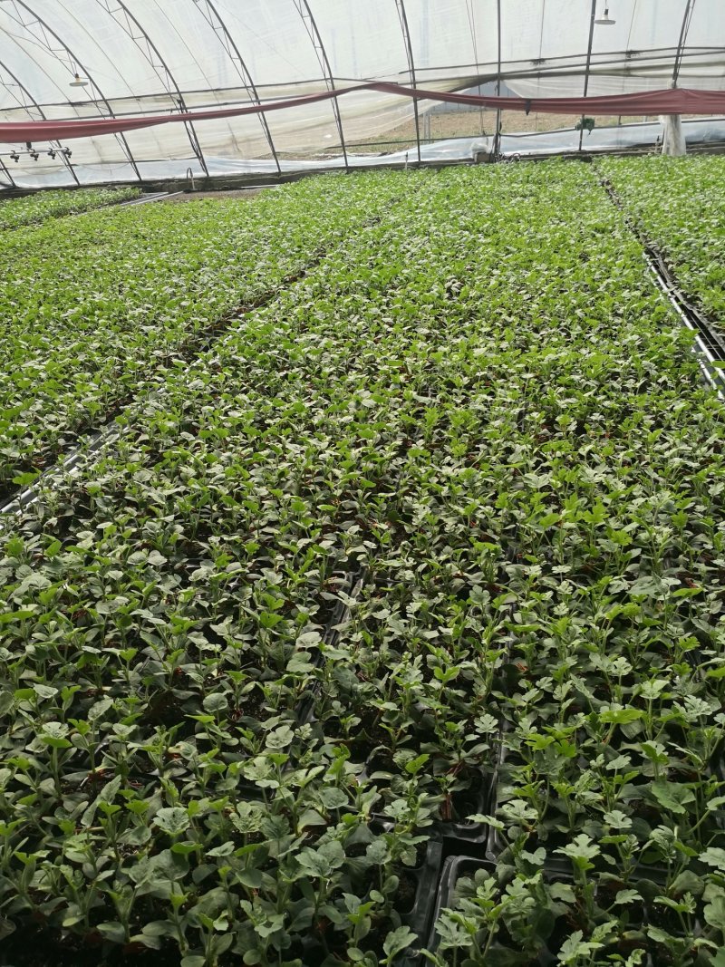 基地直供批发各种西瓜苗，代培育各种瓜菜苗
