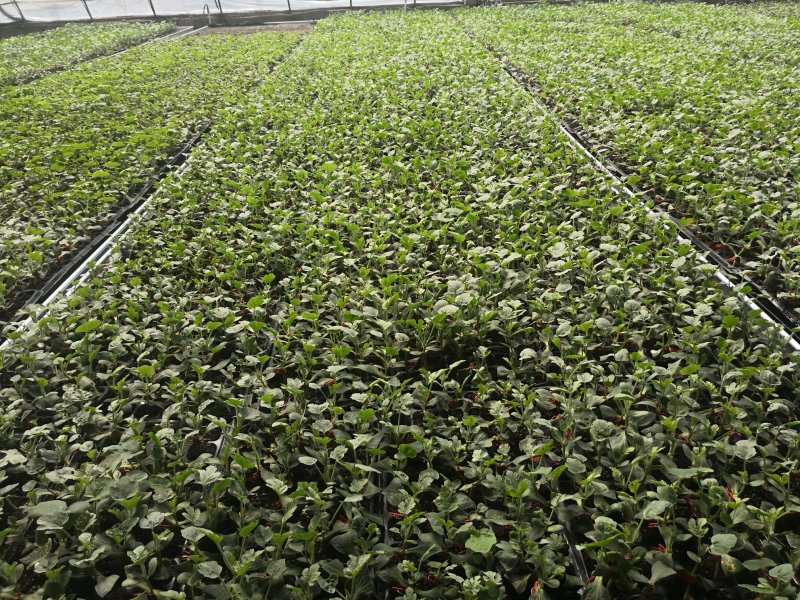 基地直供批发各种西瓜苗，代培育各种瓜菜苗