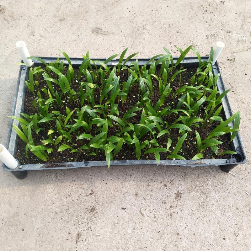 大叶棕竹苗批发花卉绿植苗木棕榈科植物