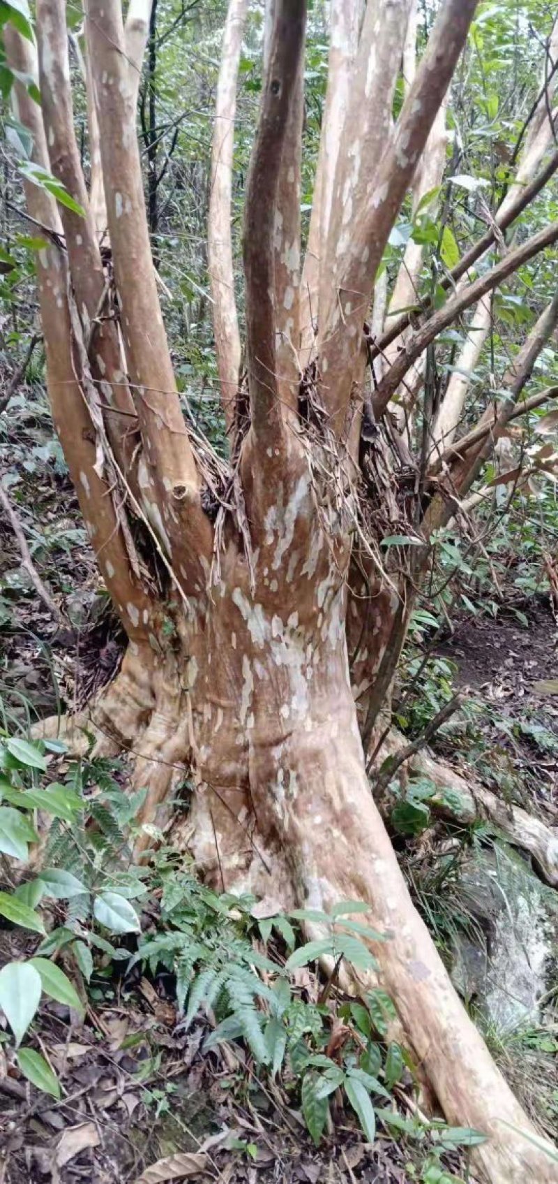 继木紫薇