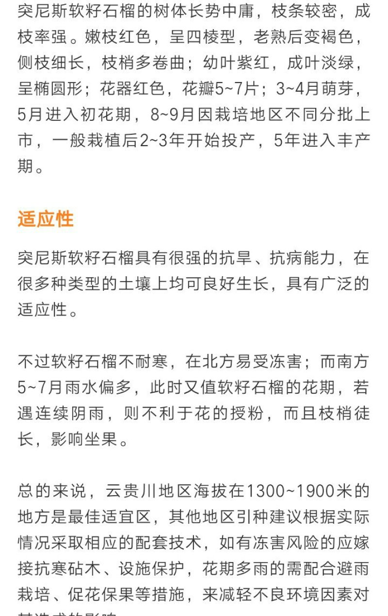 突尼斯软籽石榴种苗3年苗