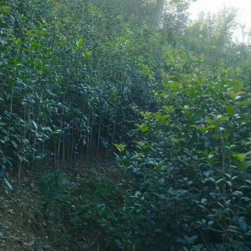 白果树信阳董家河陈家苗圃诚信经营常年出售各规格苗木