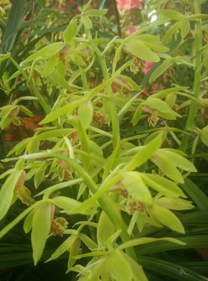 白果树信阳董家河陈家苗圃诚信经营常年出售各规格苗木