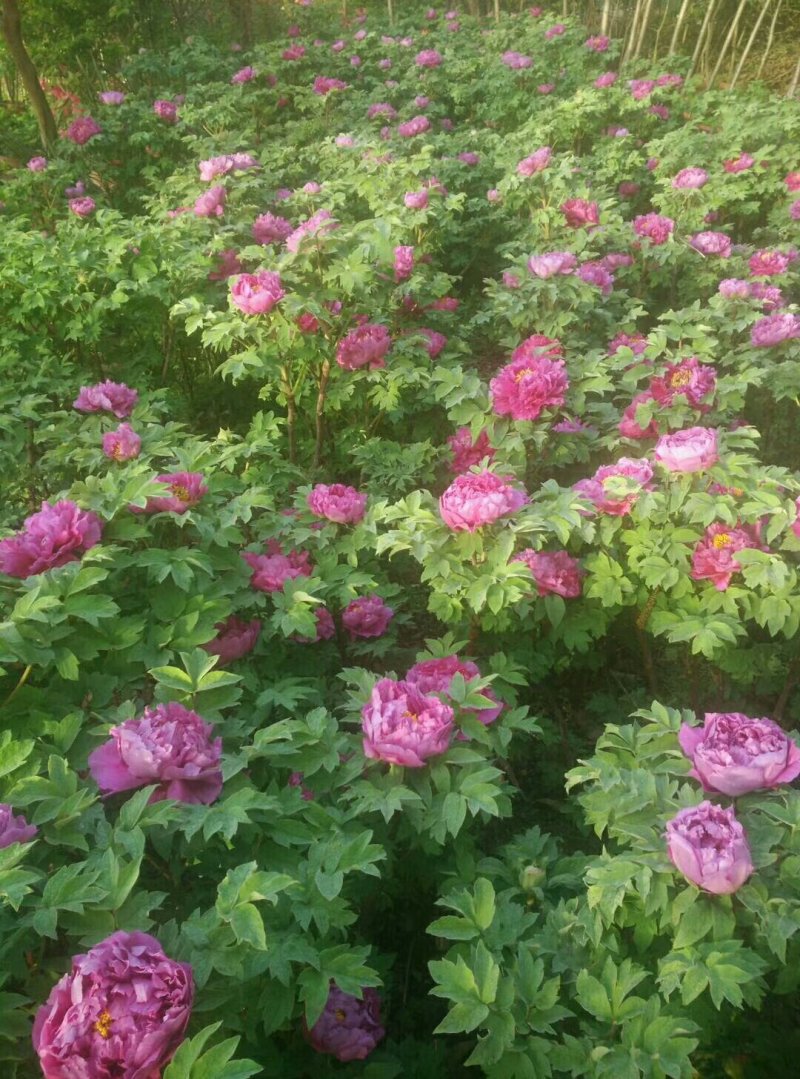 白果树信阳董家河陈家苗圃诚信经营常年出售各规格苗木