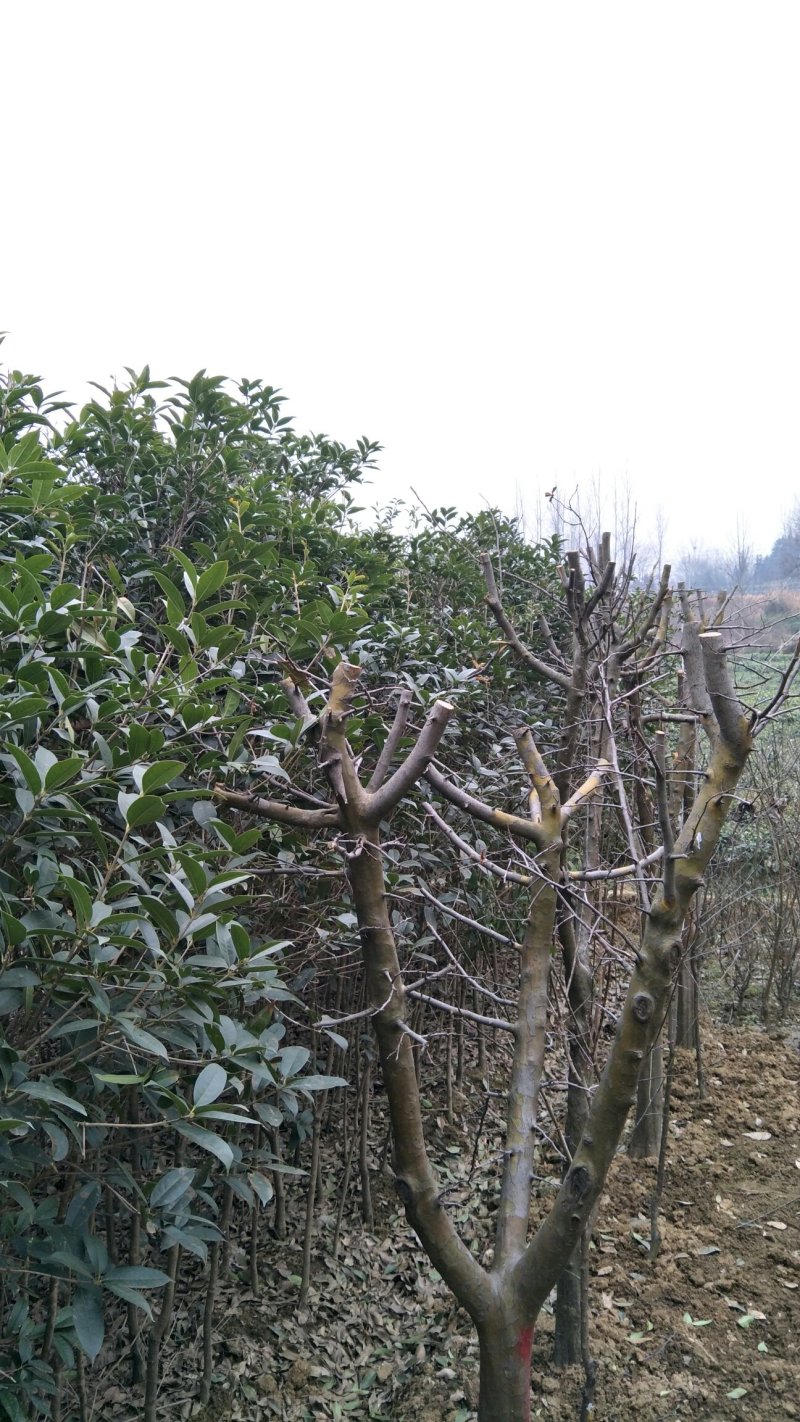 白果树信阳董家河陈家苗圃诚信经营常年出售各规格苗木