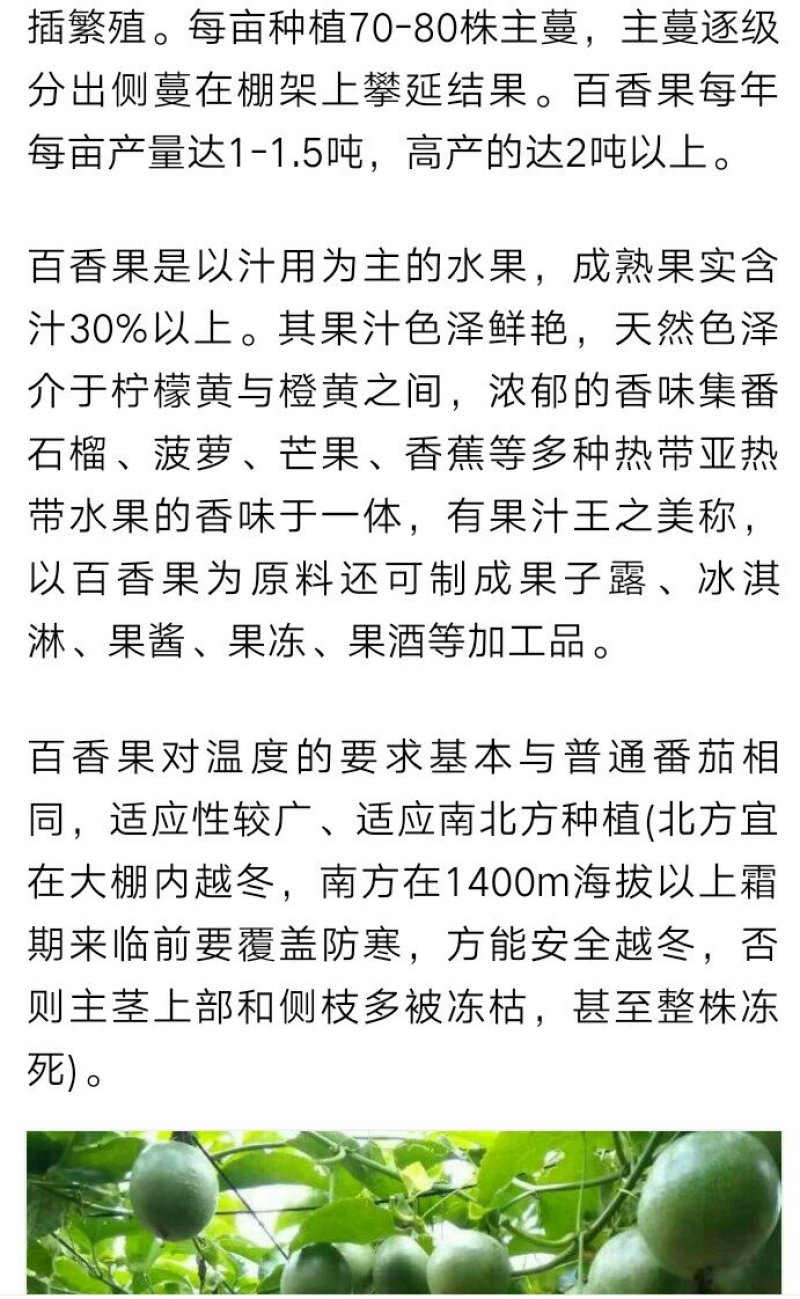 紫香一号百香果苗台农